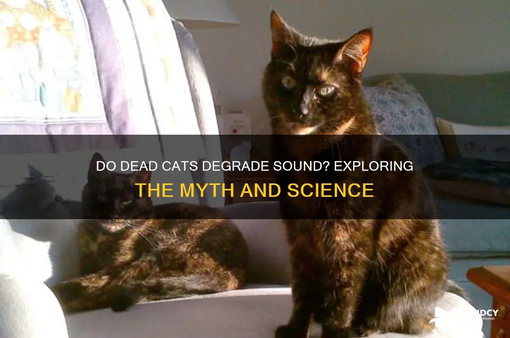 do dead cats degrade sound