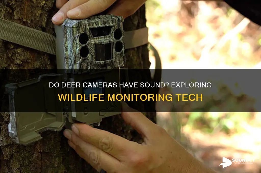 do deer cameras have sound