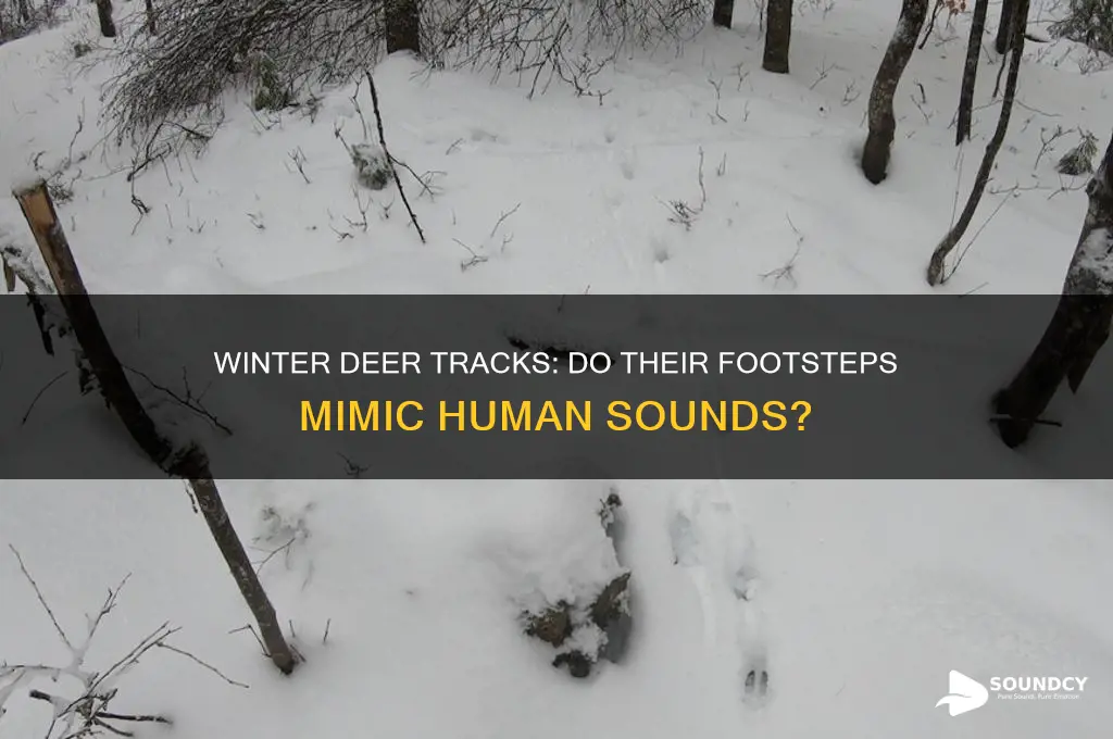 do deer foot steps sound human in the winter