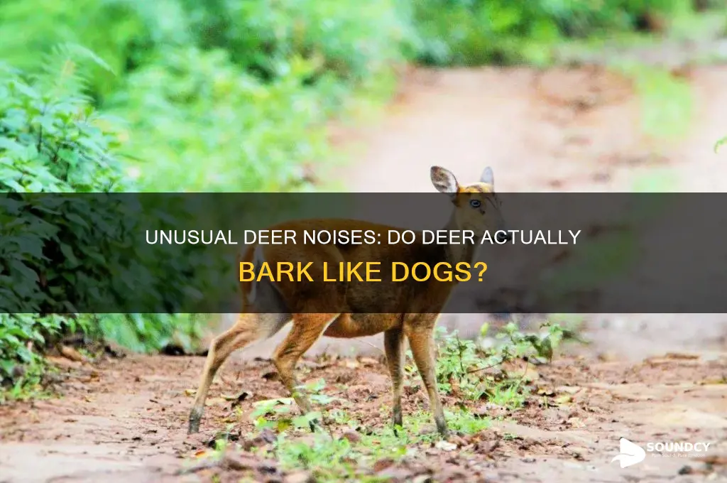do deer make barking sounds