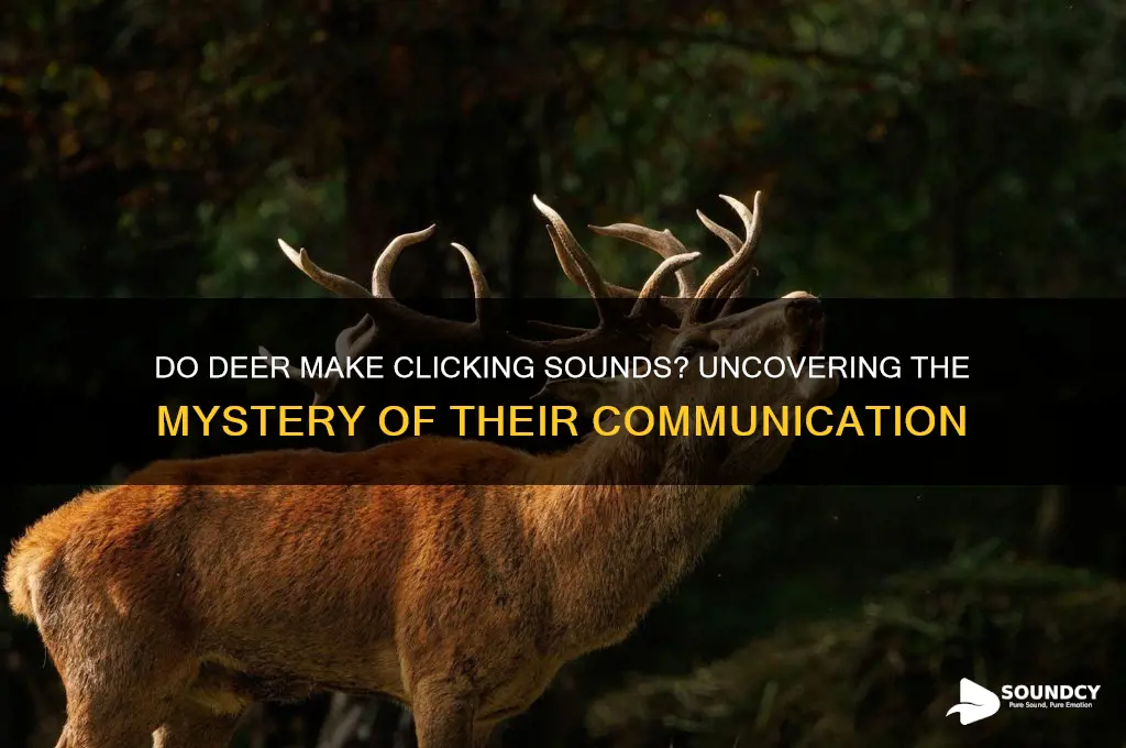 do deer make clicking sounds