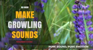 Unveiling the Mystery: Do Deer Actually Growl or Make Other Sounds?
