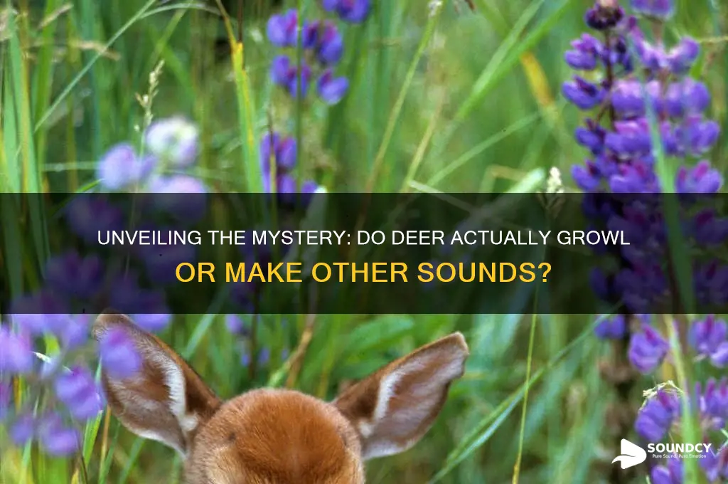 do deer make growling sounds