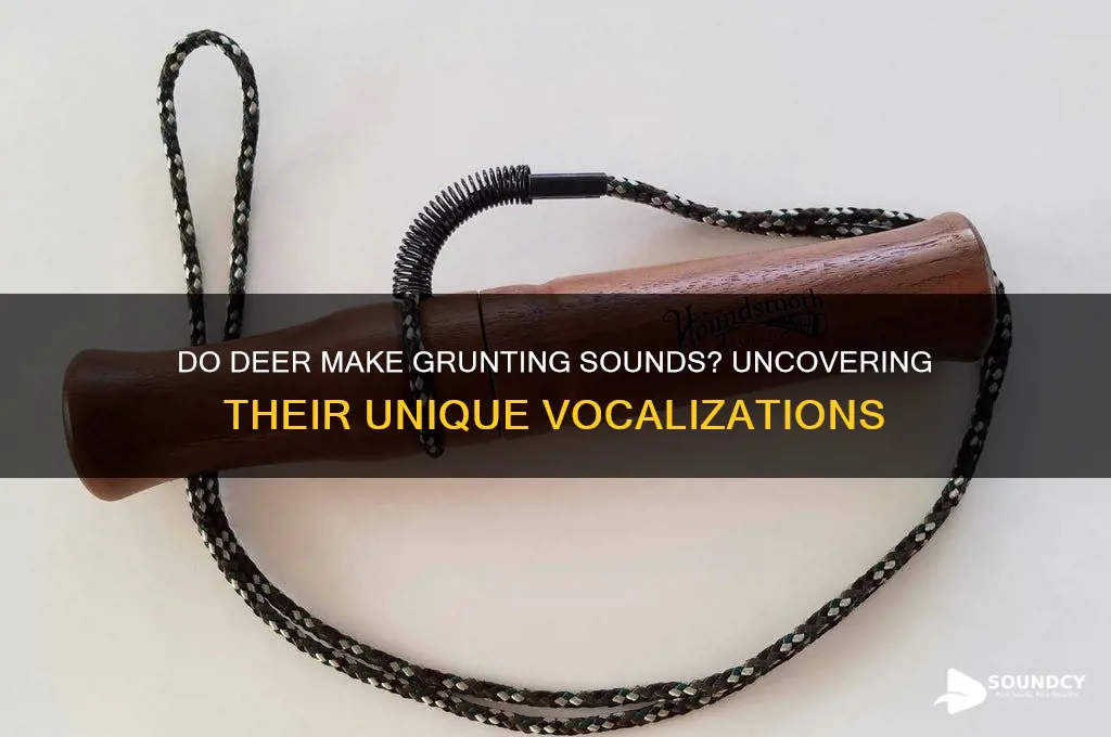 do deer make grunting sounds