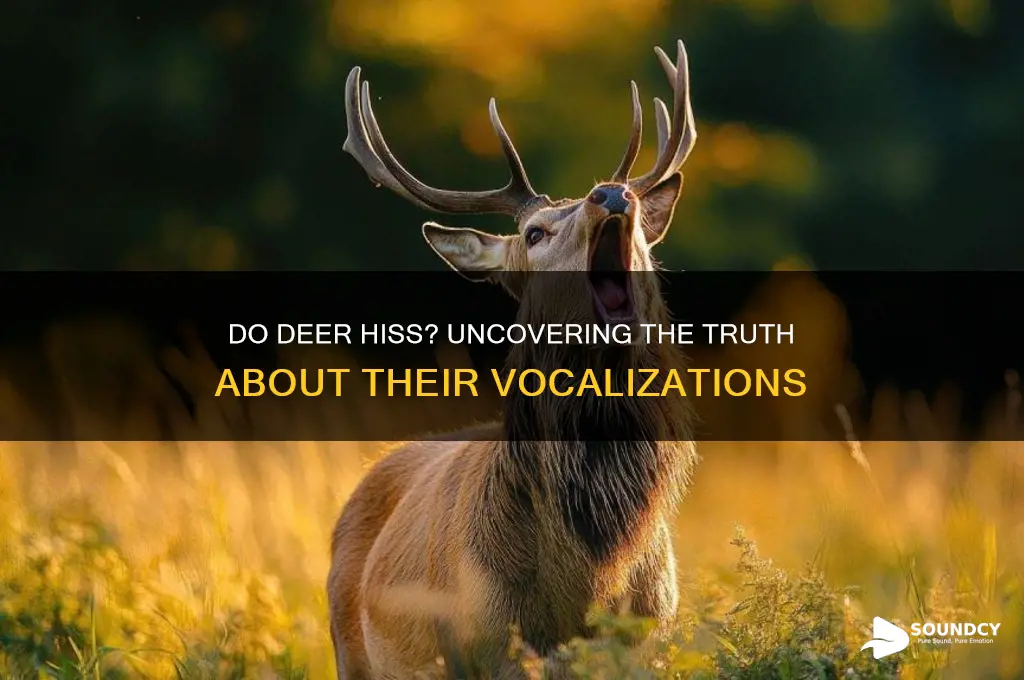 do deer make hissing sounds