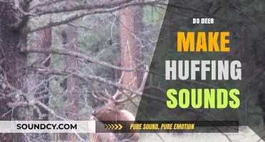Understanding Deer Communication: Do They Huff and Why?