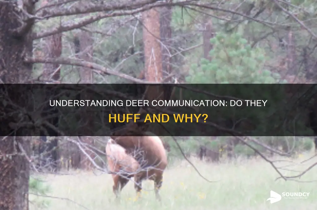 do deer make huffing sounds