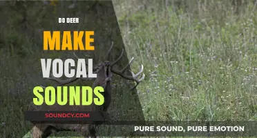 Unveiling the Mystery: Do Deer Communicate Through Vocal Sounds?