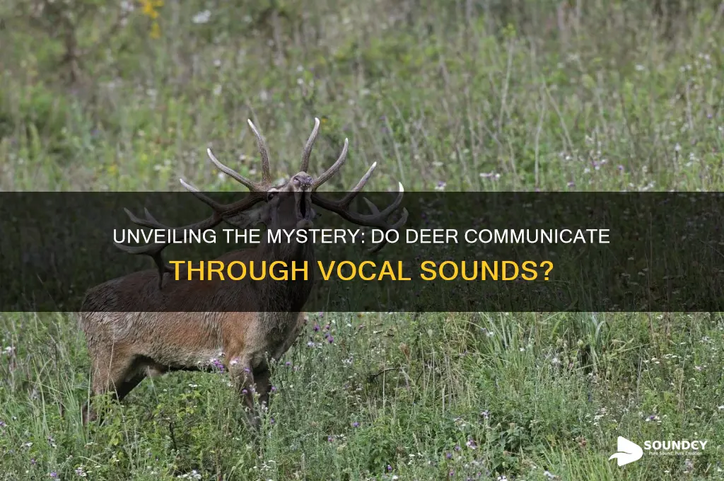 do deer make vocal sounds