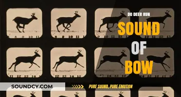 How to Hunt Deer: Bows and Sounds