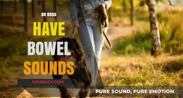 Do Dogs Have Bowel Sounds? Understanding Canine Digestive Noises