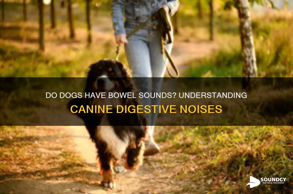 do dogs have bowel sounds