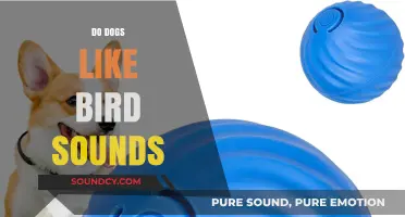 Do Dogs Enjoy Bird Sounds? Exploring Canine Reactions to Nature's Melodies