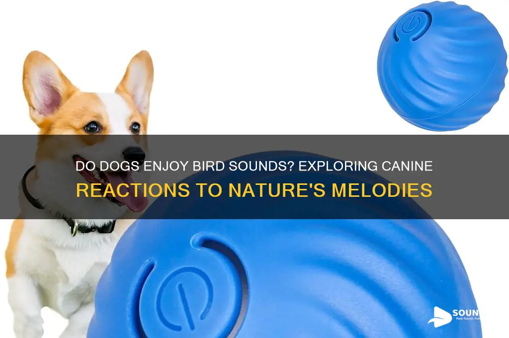 do dogs like bird sounds