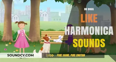 Do Dogs Enjoy Harmonica Tunes? Exploring Canine Reactions to Music
