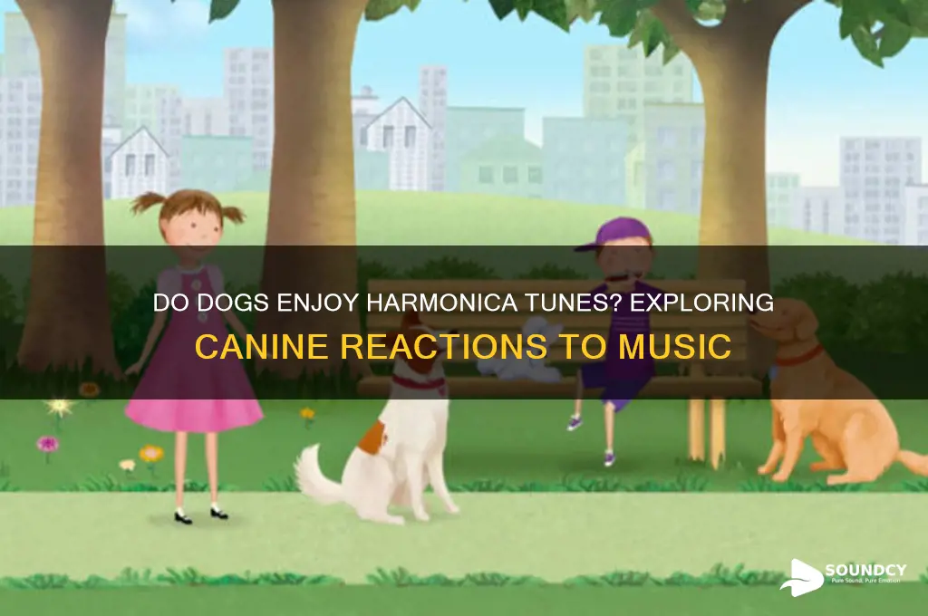 do dogs like harmonica sounds