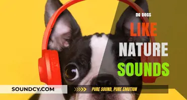 Do Dogs Enjoy Nature Sounds? Exploring Canine Relaxation Preferences