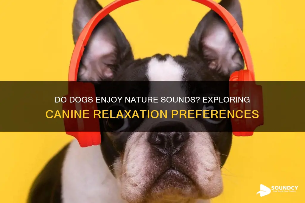 do dogs like nature sounds