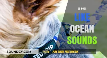 Do Dogs Enjoy Ocean Sounds? Exploring Canine Relaxation Preferences