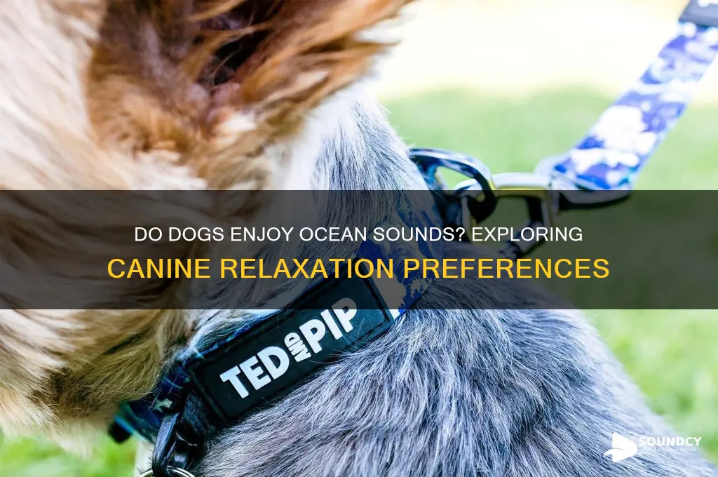 do dogs like ocean sounds