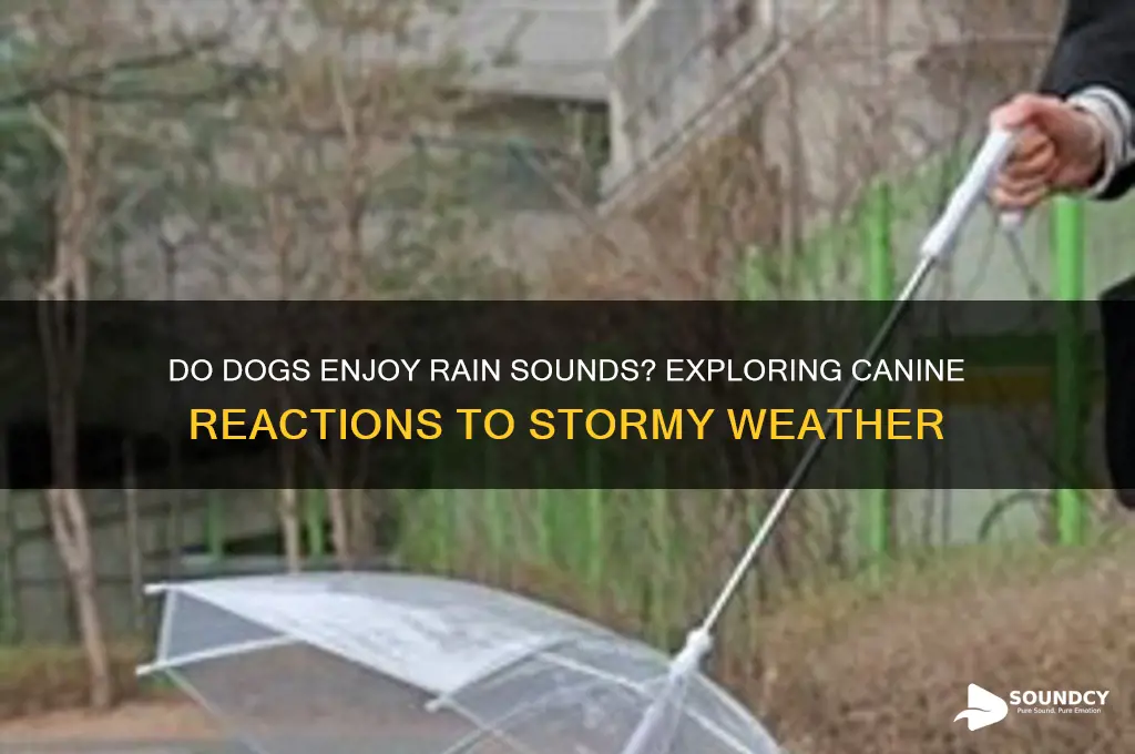 do dogs like rain sounds