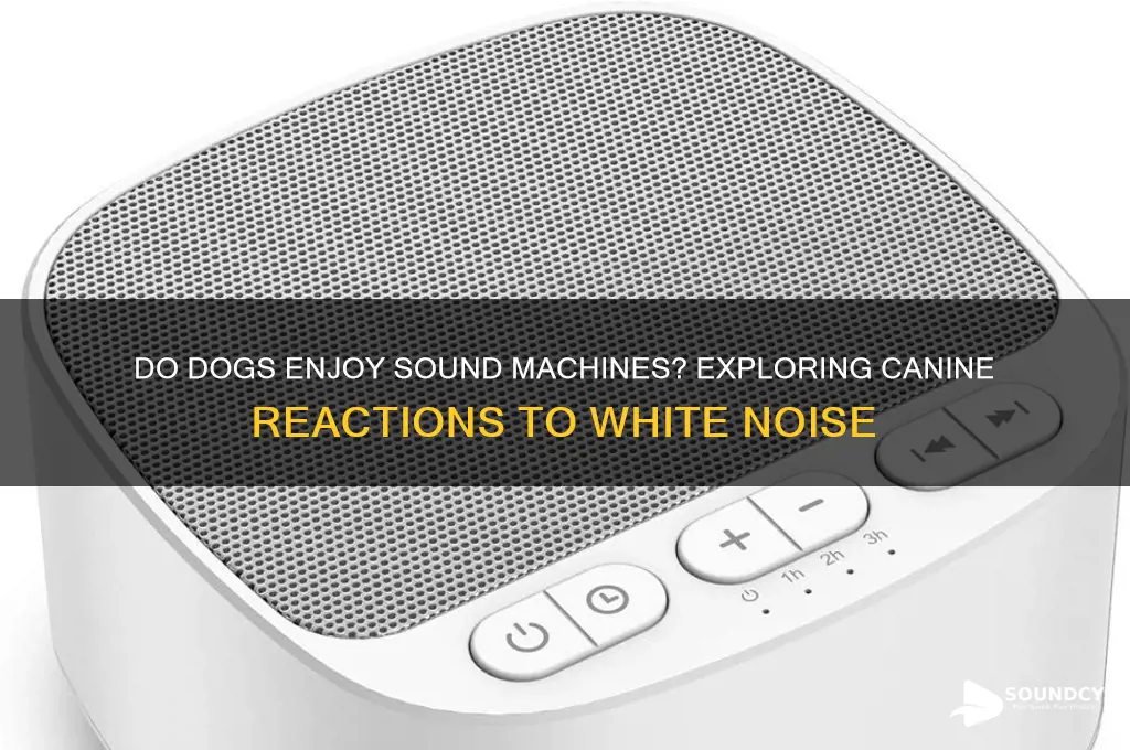 do dogs like sound machines