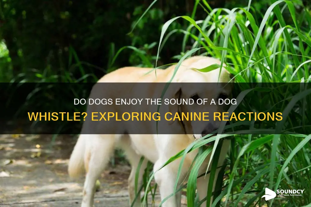 do dogs like the sound of a dog whistle