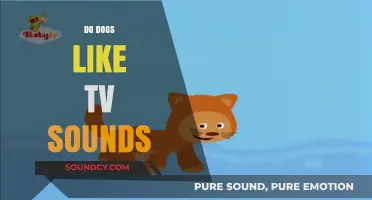Do Dogs Enjoy TV Sounds? Exploring Canine Reactions to Audio Stimuli