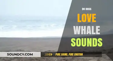 Do Dogs Love Whale Sounds? Exploring Canine Reactions to Ocean Melodies