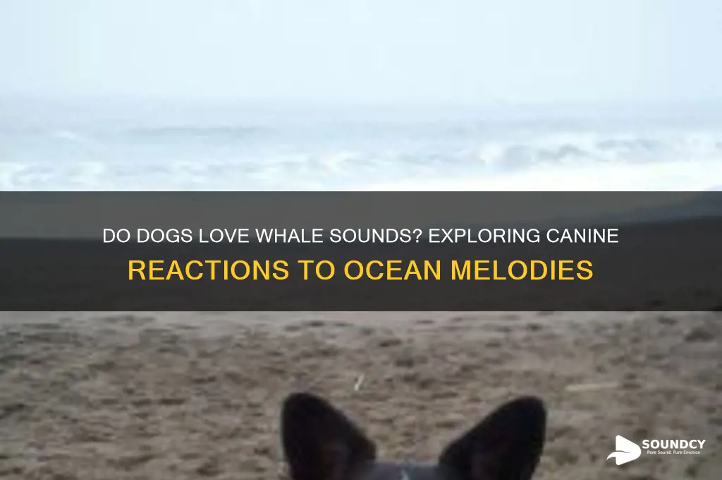 do dogs love whale sounds