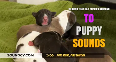Do Mother Dogs React to Puppy Cries After Giving Birth?