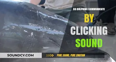 How Dolphins Communicate Through Clicking Sounds