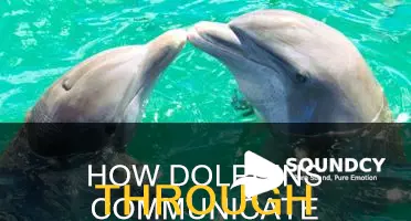 do dolphins communicate by clicking sound