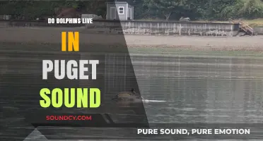 Dolphin Habitat: Exploring Puget Sound