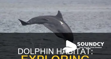 do dolphins live in puget sound