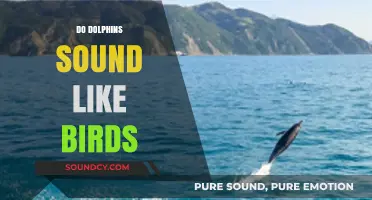 Do Dolphins Mimic Bird Songs? Exploring Their Unique Vocalizations