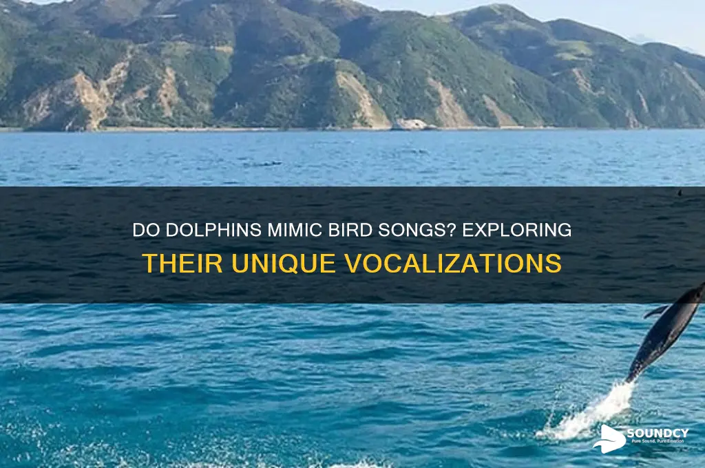do dolphins sound like birds
