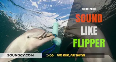 Do Dolphins Sound Like Flipper? Exploring Real vs. TV Whistles