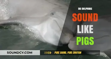 Do Dolphins Sound Like Pigs? Unraveling the Mystery of Their Unique Calls