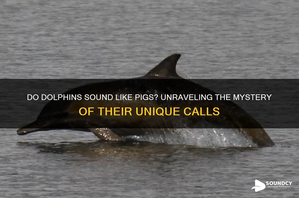 do dolphins sound like pigs