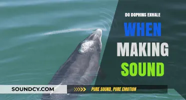 How Dolphins Breathe and Communicate
