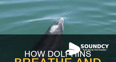 do dophins exhale when making sound
