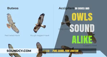 Doves and Owls: Similar Sounds, Different Birds