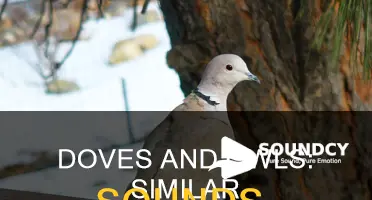 do doves and owls sound alike