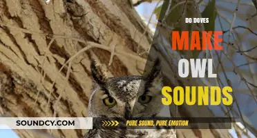 Do Doves Mimic Owl Sounds? Unraveling Bird Calls and Myths