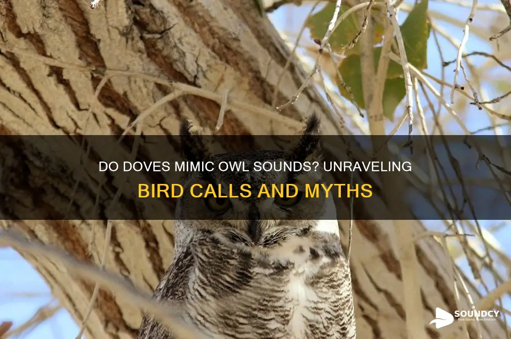 do doves make owl sounds