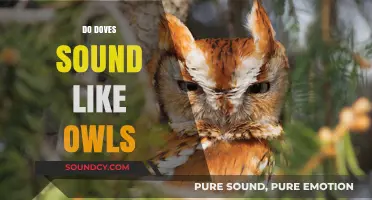 Do Doves Sound Like Owls? Exploring Bird Calls and Myths
