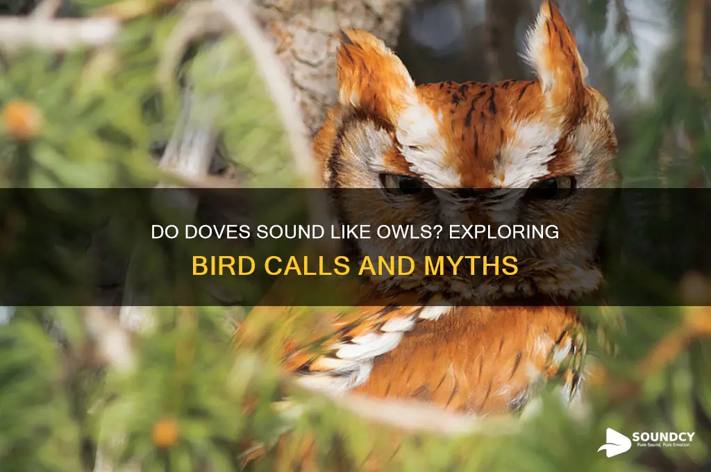 do doves sound like owls