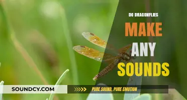Do Dragonflies Make Sounds? Unveiling the Truth About Their Noises