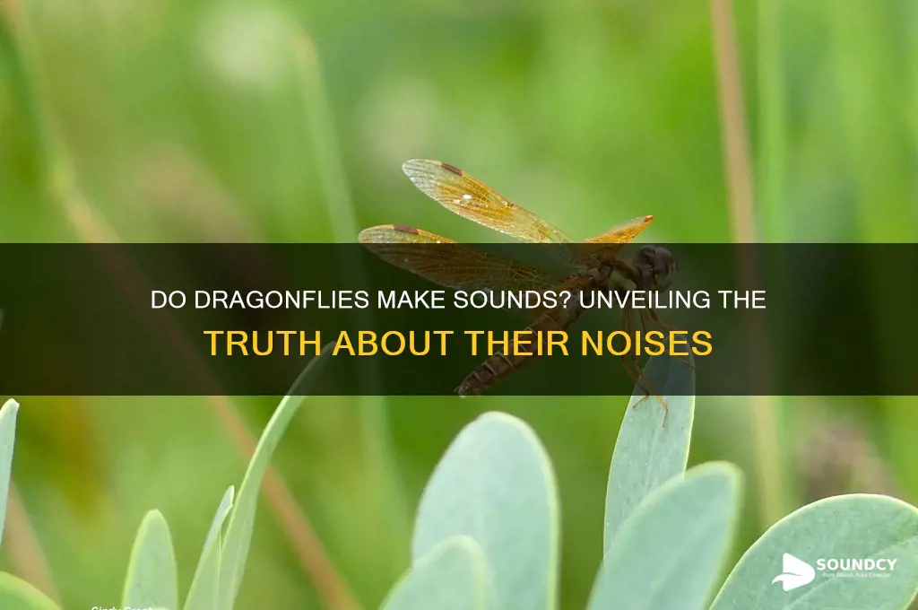 do dragonflies make any sounds